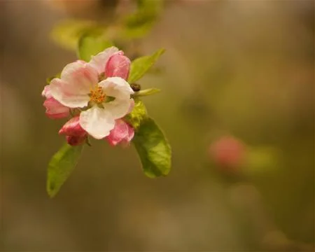 Spring apple blossoms in the sunset Stock Photos