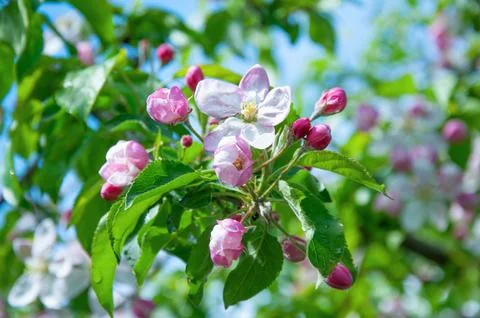 Spring apple blossoms with water drops on branch against blue sky. Stock Photos