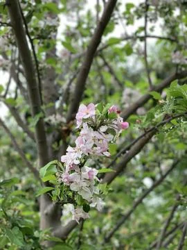 Spring Apple Flower Macro – Fresh Bloom in Soft Light Stock Photos