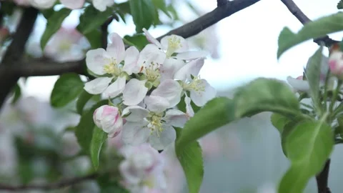 Spring apple flowers on apple branch trees blossom in the garden. Stock Footage 153375768