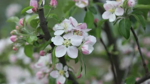 Spring apple flowers on apple branch trees blossom in the garden. Stock Footage 153375770