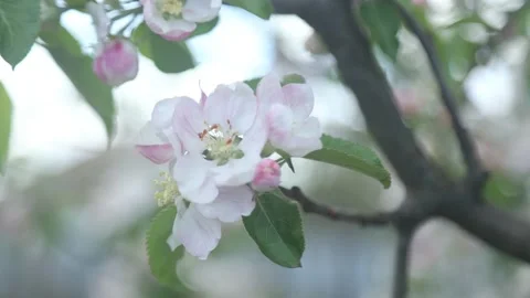 Spring apple flowers on apple branch trees blossom in the garden. Stock Footage 153375922