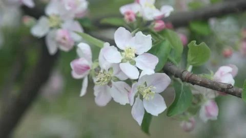 Spring apple flowers on apple branch trees blossom in the garden. Stockbeeldmateriaal 153375930