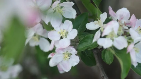 Spring apple flowers on apple branch trees blossom in the garden. Stock Footage 153375950