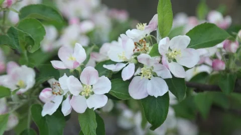 Spring apple flowers on apple branch trees blossom in the garden. Stockbeeldmateriaal 153376139