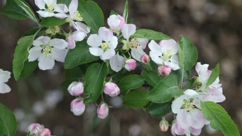 Spring apple flowers on apple branch trees blossom in the garden. Stockbeeldmateriaal 153376146