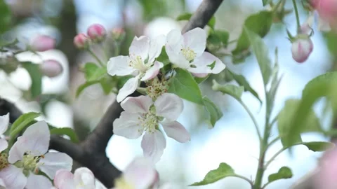 Spring apple flowers on apple branch trees blossom in the garden. Stockbeeldmateriaal 153376241