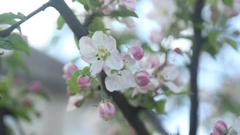 Spring apple flowers on apple branch trees blossom in the garden. Stockbeeldmateriaal 153376245