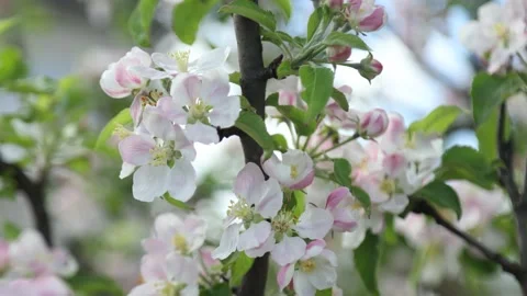 Spring apple flowers on apple branch trees blossom in the garden. Stockbeeldmateriaal 153376253
