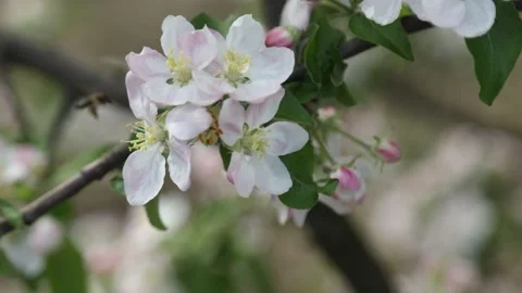 Spring apple flowers on apple branch trees blossom in the garden. Stockbeeldmateriaal 153376354