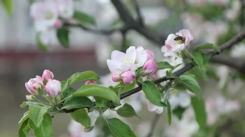 Spring apple flowers on apple branch trees blossom in the garden. Stockbeeldmateriaal 153376368