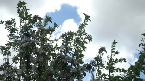 Spring apple flowers on apple branch trees blossom in the garden. Stockbeeldmateriaal 153376447