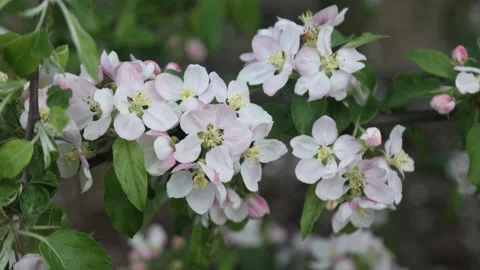 Spring apple flowers on apple branch trees blossom in the garden. Stockbeeldmateriaal 153376470