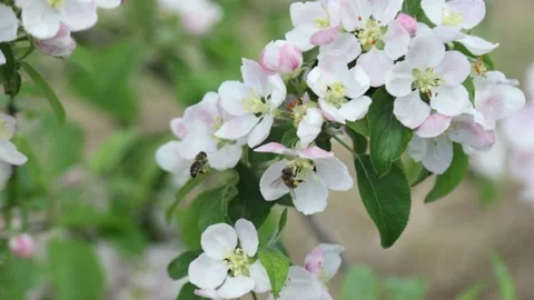 Spring apple flowers on apple branch trees blossom in the garden. Stockbeeldmateriaal 153376540