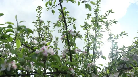 Spring apple flowers on apple branch trees blossom in the garden. Stockbeeldmateriaal 153376550