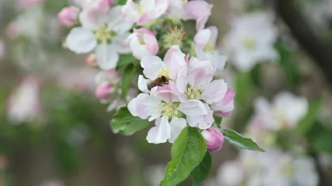 Spring apple flowers on apple branch trees blossom in the garden. Stockbeeldmateriaal 153376552
