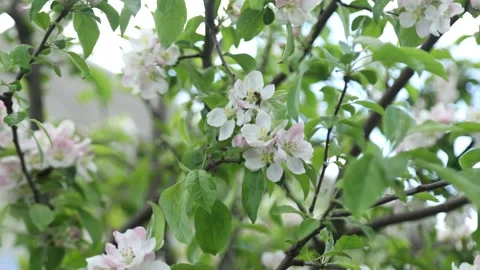 Spring apple flowers on apple branch trees blossom in the garden. Stockbeeldmateriaal 153376554