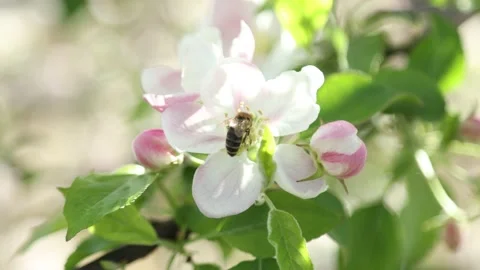 Spring apple flowers on apple branch trees blossom in the garden. Stockbeeldmateriaal 153376704