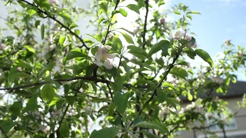 Spring apple flowers on apple branch trees blossom in the garden. Stockbeeldmateriaal 153376705