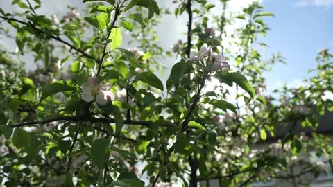 Spring apple flowers on apple branch trees blossom in the garden. Stockbeeldmateriaal 153376713