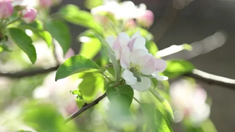 Spring apple flowers on apple branch trees blossom in the garden. Stockbeeldmateriaal 153376821