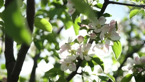 Spring apple flowers on apple branch trees blossom in the garden. Stockbeeldmateriaal 153376851