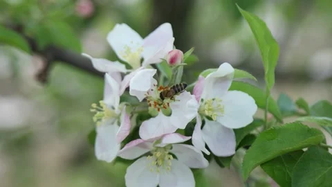 Spring apple flowers on apple branch trees blossom in the garden. Stockbeeldmateriaal 153376874