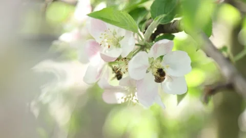 Spring apple flowers on apple branch trees blossom in the garden. Stockbeeldmateriaal 153376913