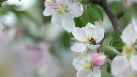Spring apple flowers on apple branch trees blossom in the garden. Stockbeeldmateriaal 153376919