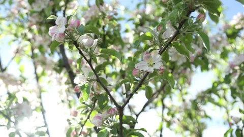 Spring apple flowers on apple branch trees blossom in the garden. Stockbeeldmateriaal 153376936