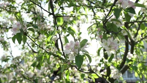 Spring apple flowers on apple branch trees blossom in the garden. Stockbeeldmateriaal 153376995