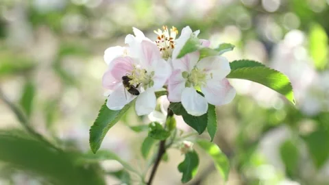 Spring apple flowers on apple branch trees blossom in the garden. Stockbeeldmateriaal 153377015