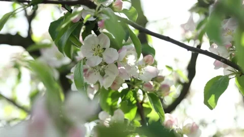 Spring apple flowers on apple branch trees blossom in the garden. Stockbeeldmateriaal 153377092