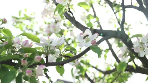 Spring apple flowers on apple branch trees blossom in the garden. Stockbeeldmateriaal 153377150