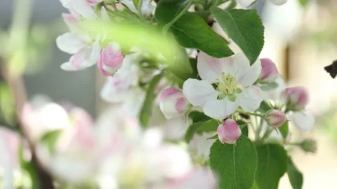 Spring apple flowers on apple branch trees blossom in the garden. Stockbeeldmateriaal 153377154