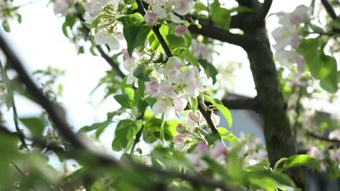 Spring apple flowers on apple branch trees blossom in the garden. Stockbeeldmateriaal 153377157