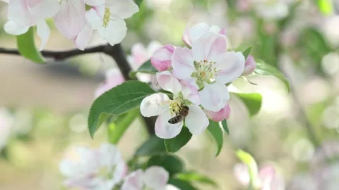 Spring apple flowers on apple branch trees blossom in the garden. Stockbeeldmateriaal 153377199