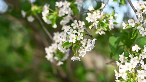 Spring apple flowers on apple branch trees blossom in the garden. Stock Footage 285553479