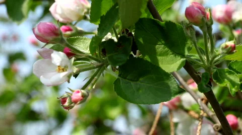 Spring Apple Flowers on the wind Stock Footage 452068