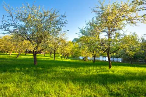 Spring apple garden Foto stock