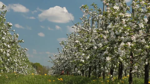 Spring in an apple orchard Stock Footage 37585259
