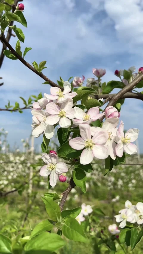 Spring apple orchard in full bloom with rows of white blossoms under blue sky Stock Footage 316669331