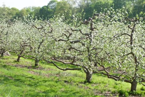 Spring Apple Orchard Stock Photos