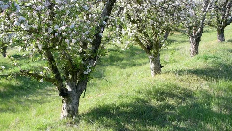 Spring apple orchard trees during sunny day Stock Footage 128990281