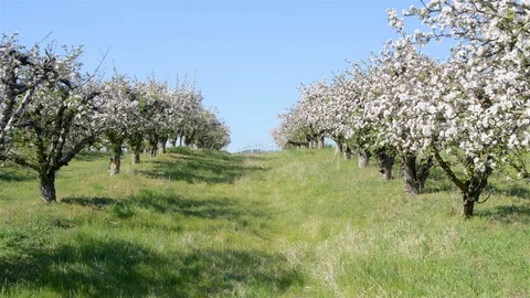 Spring apple orchard trees during sunny day Stock Footage 128990703