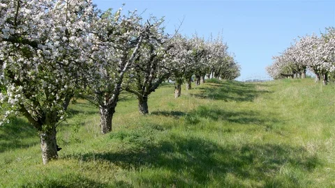 Spring apple orchard trees during sunny day Stock Footage 128990707