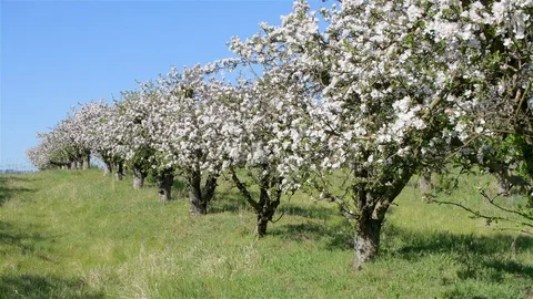 Spring apple orchard trees during sunny day Stock Footage 128990856