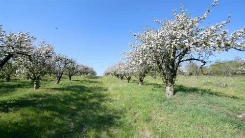 Spring apple orchard trees during sunny day Stock Footage 128991216