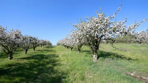 Spring apple orchard trees during sunny day Stock Footage 128991232