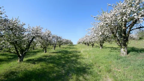 Spring apple orchard trees during sunny day Stock Footage 128991328